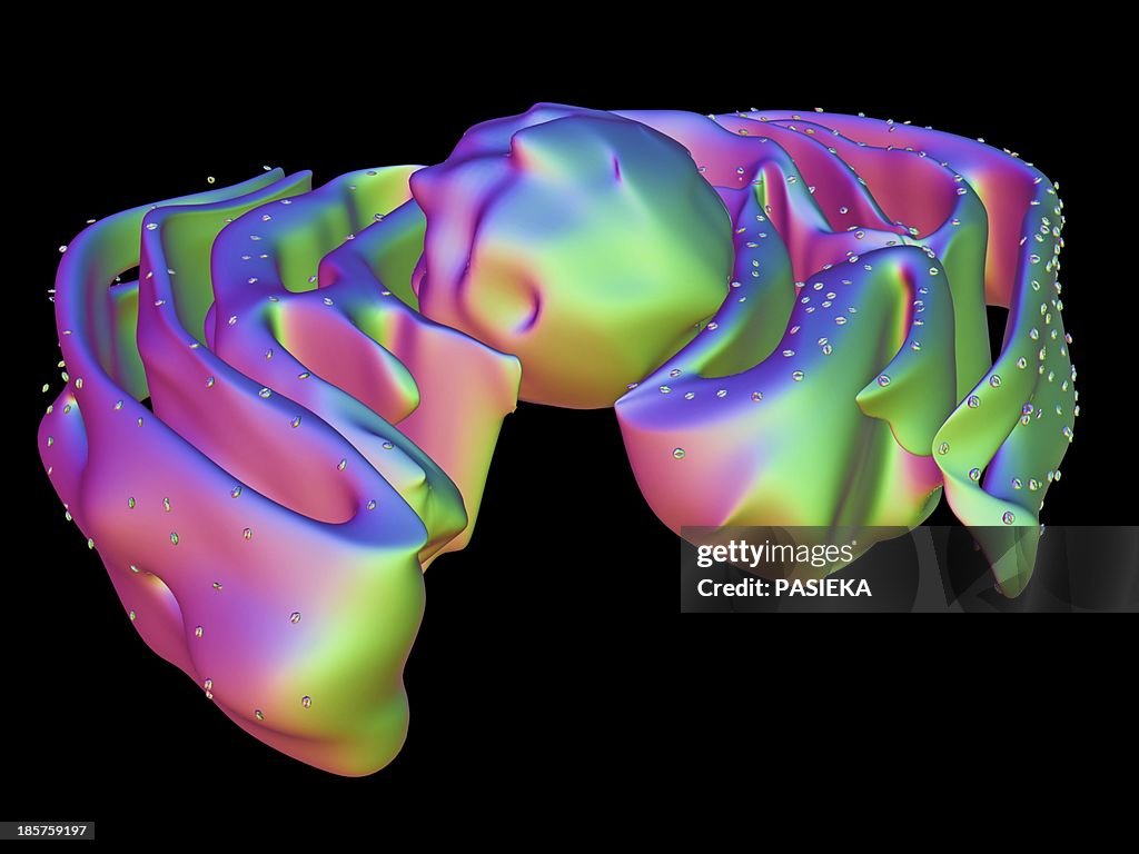 Nucleus and endoplasmic reticulum