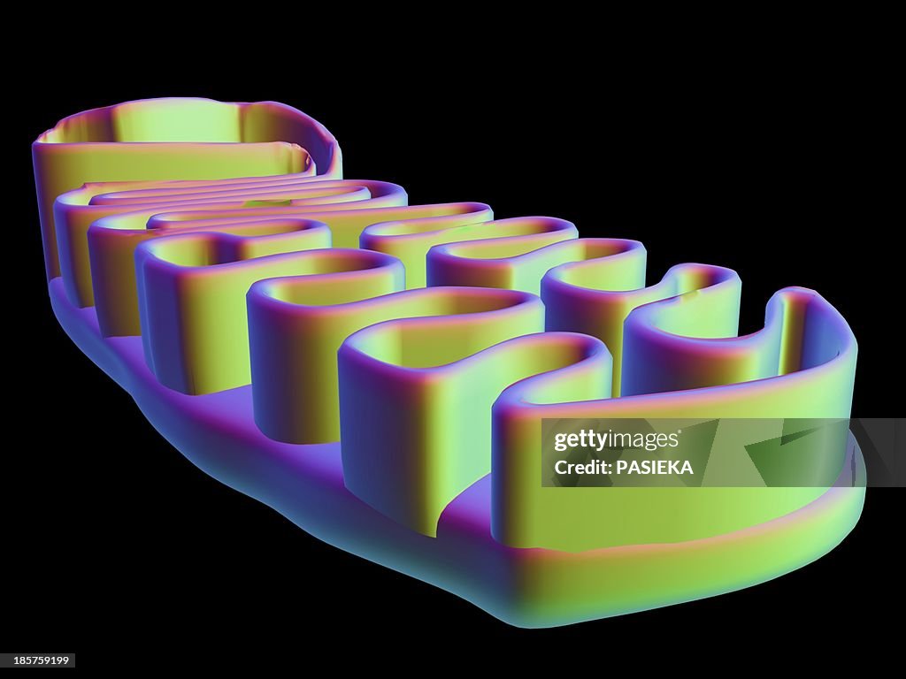 Mitochondrial structure, artwork