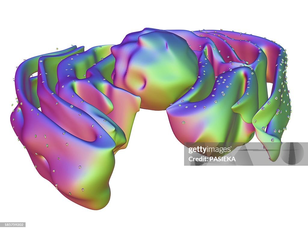 Nucleus and endoplasmic reticulum