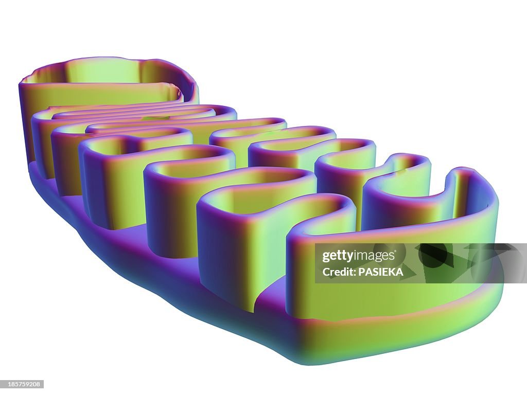 Mitochondrial structure, artwork
