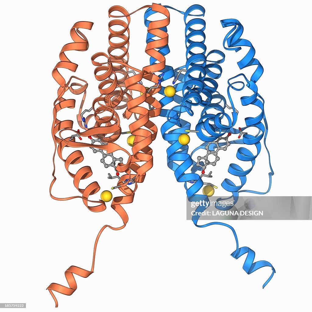 Oestrogen receptor and oestradiol