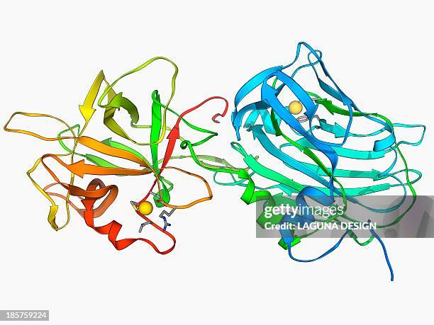 tetanus toxin c-fragment molecule - clostridium tetani stock illustrations