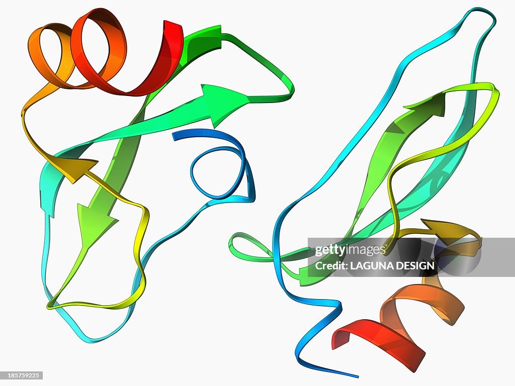 Amyloid precursor protein molecule