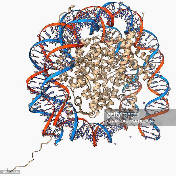 nucleosome molecule - histone stock illustrations