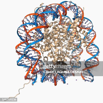 Nucleosome molecule Nucleosome molecule