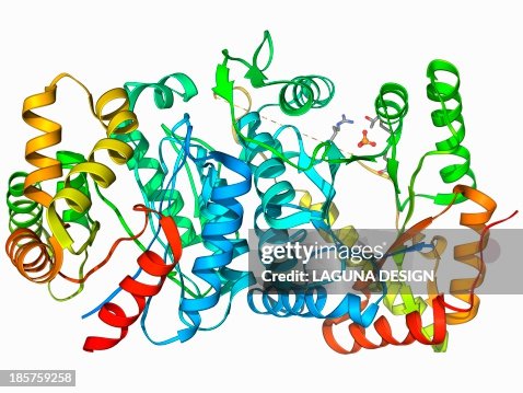 Bioluminescent enzyme molecule Bioluminescent enzyme molecule