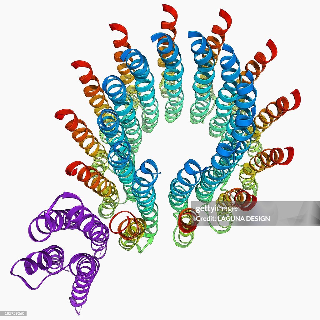 ATP synthase molecule