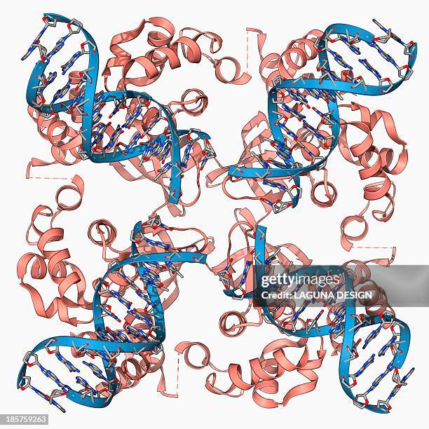 e coli holliday junction complex - chromosome stock illustrations