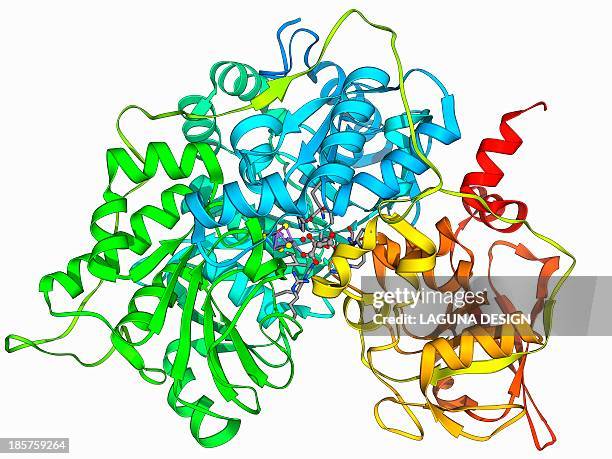 metabolic enzyme molecule - enzyme stock illustrations
