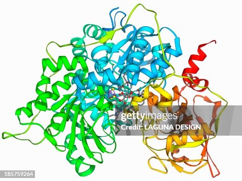 Metabolic enzyme molecule Metabolic enzyme molecule