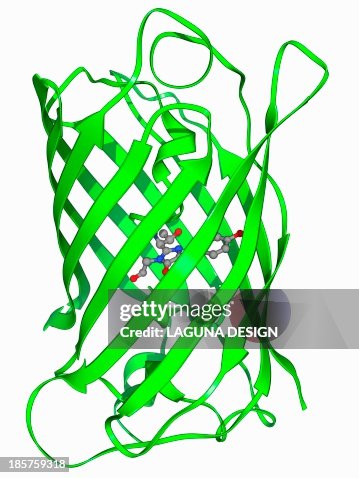Green fluorescent protein molecule Green fluorescent protein molecule