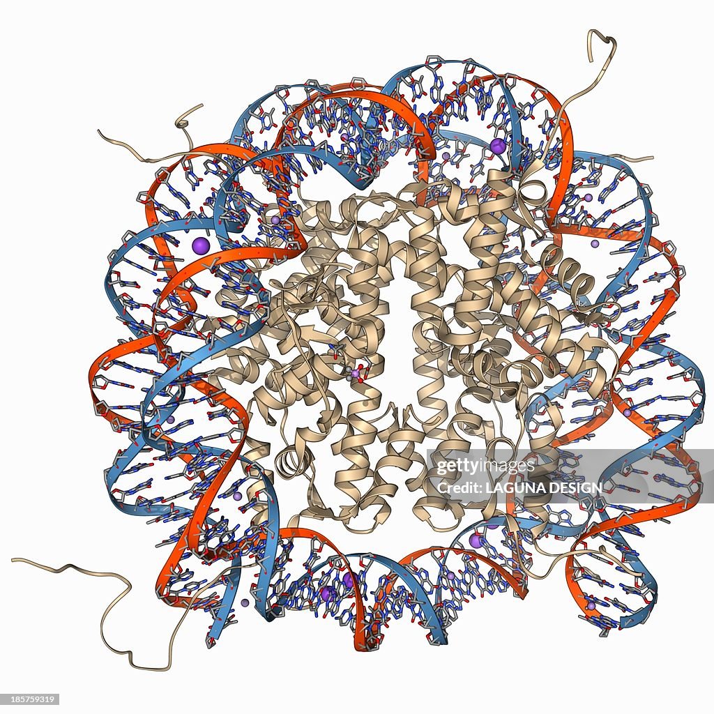 Nucleosome molecule