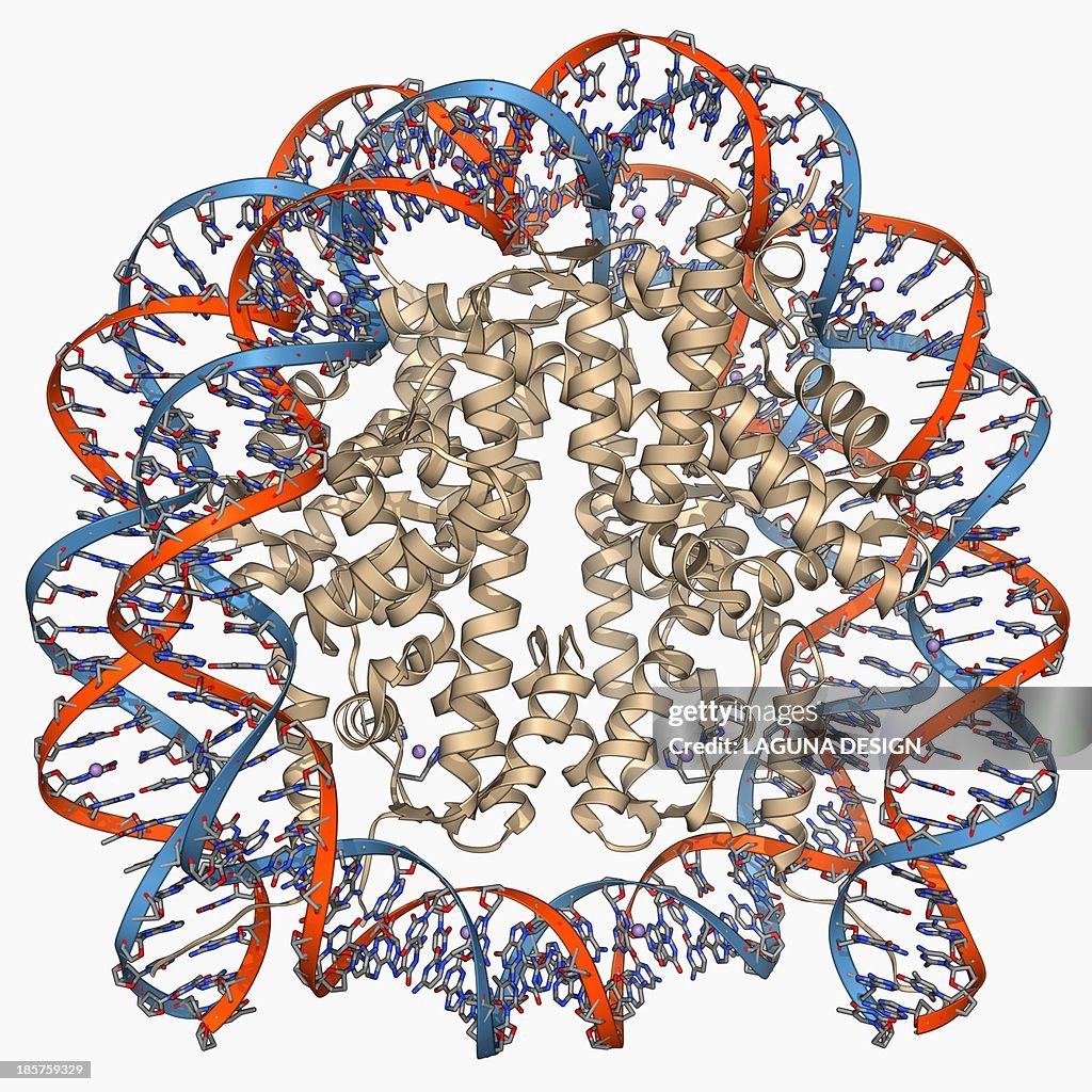 Nucleosome molecule