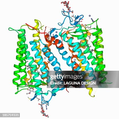 Rhodopsin molecule Rhodopsin molecule