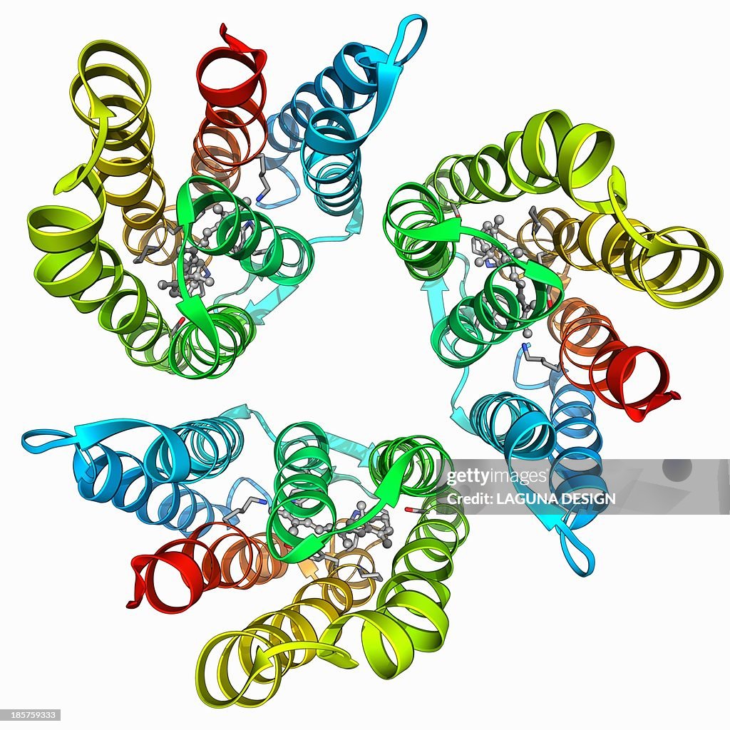 Bacteriorhodopsin protein