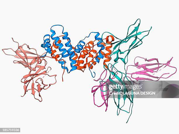 interferon gamma molecule and receptor - glycoprotein stock illustrations