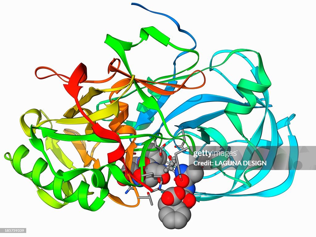 Beta secretase enzyme, molecular model