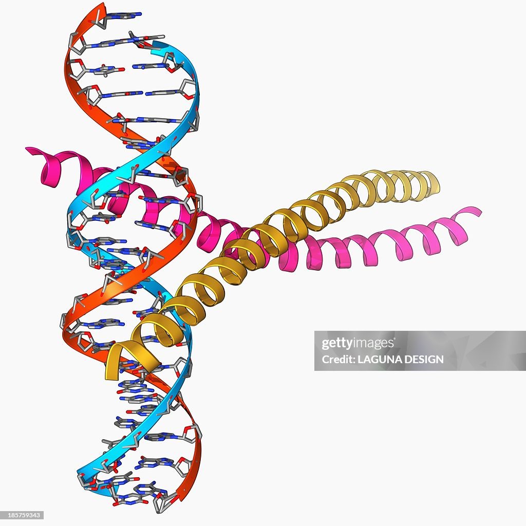 Transcript Factor Transcription Factor Complexed With Dna High-Res Vector Graphic - Getty ...