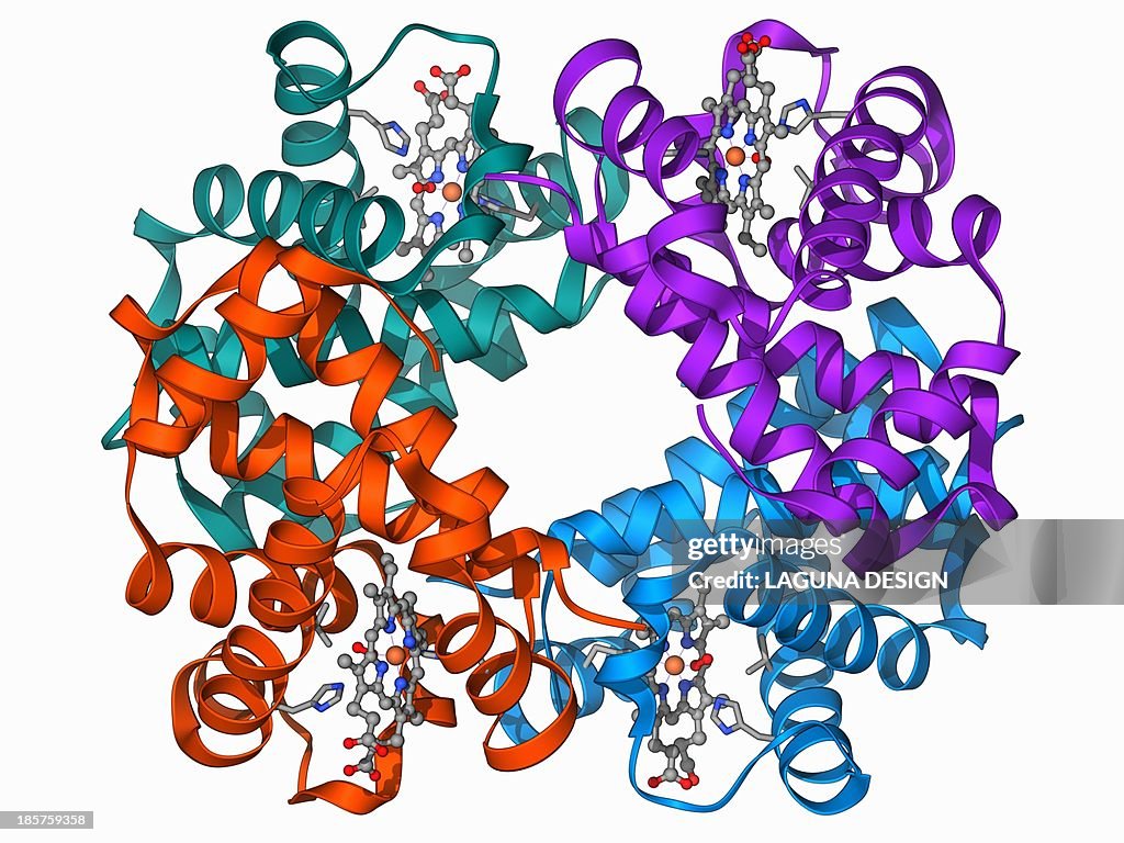 Haemoglobin molecule