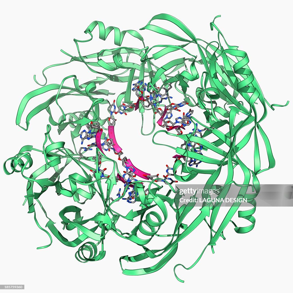 Ebola matrix protein molecule