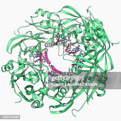 Ebola matrix protein molecule Ebola matrix protein molecule