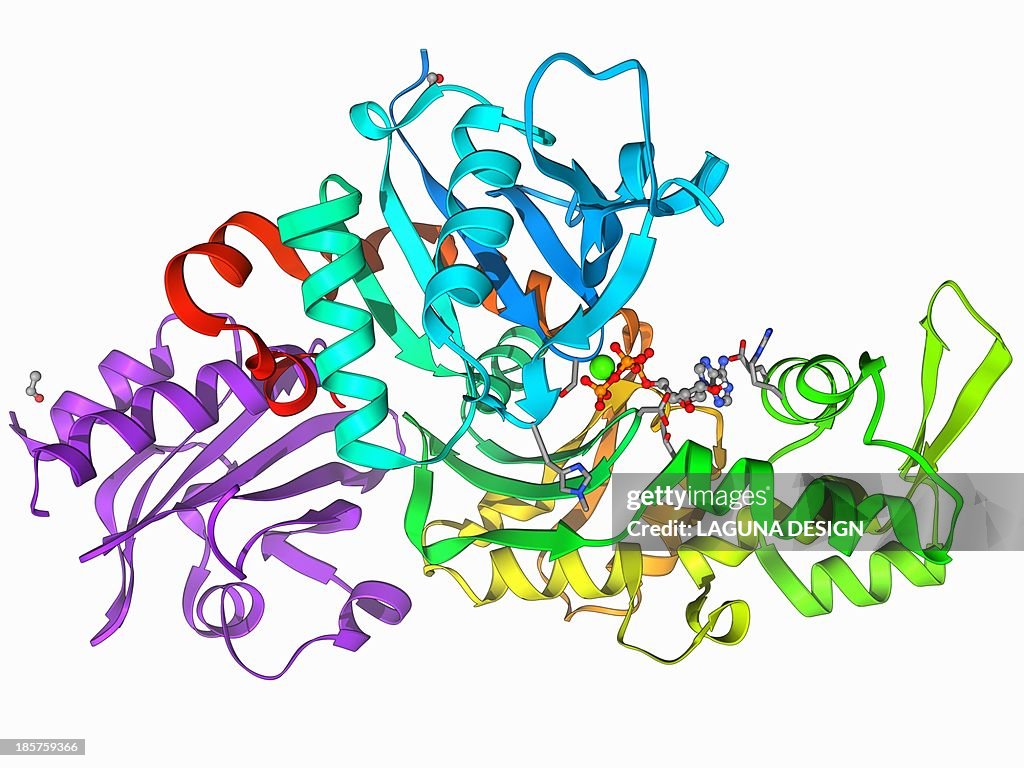 Beta-actin molecule