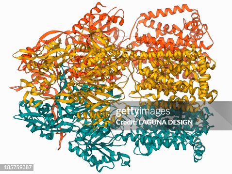 Multidrug efflux pump molecule Multidrug efflux pump molecule
