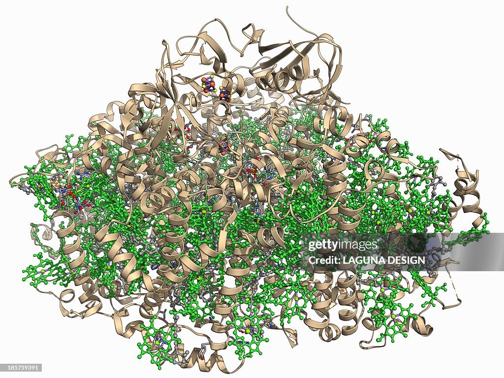 Photosystem I molecule