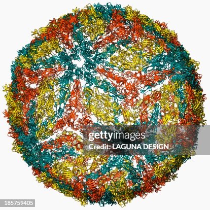 Dengue virus capsid, molecular model Dengue virus capsid, molecular model
