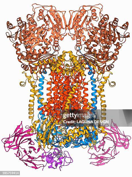 cytochrome complex molecule - energy metabolism stock illustrations