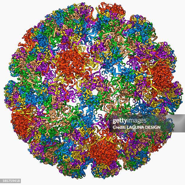 human papilloma virus capsid - human papilloma virus stock illustrations