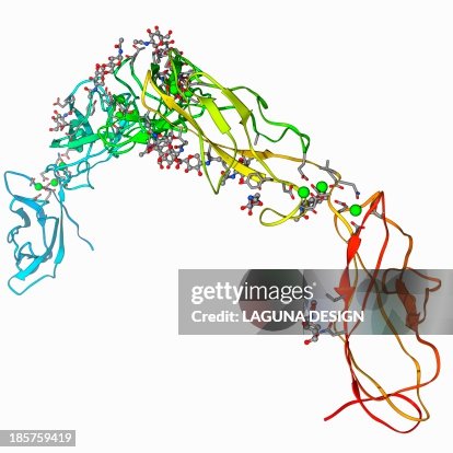 Cell adhesion protein molecule Cell adhesion protein molecule