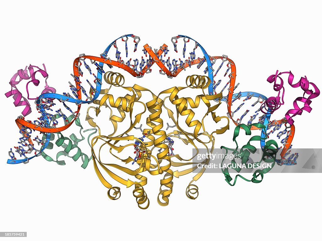 Gene activator protein