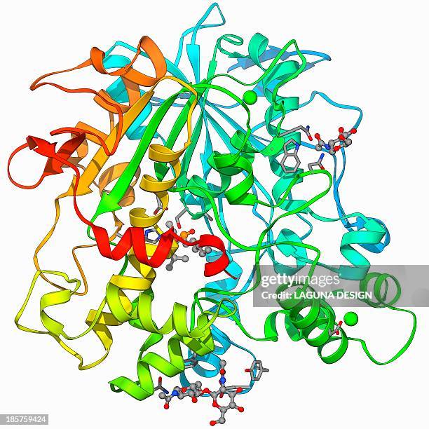 Lipase Molecule High-Res Vector Graphic - Getty Images Lipase Molecule High-Res Vector Graphic - Getty Images