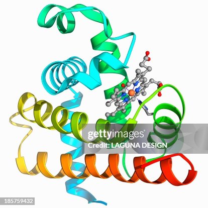 Myoglobin molecule Myoglobin molecule