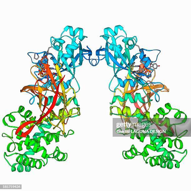 diphtheria toxin, molecular model - corynebacterium diphtheriae stock illustrations