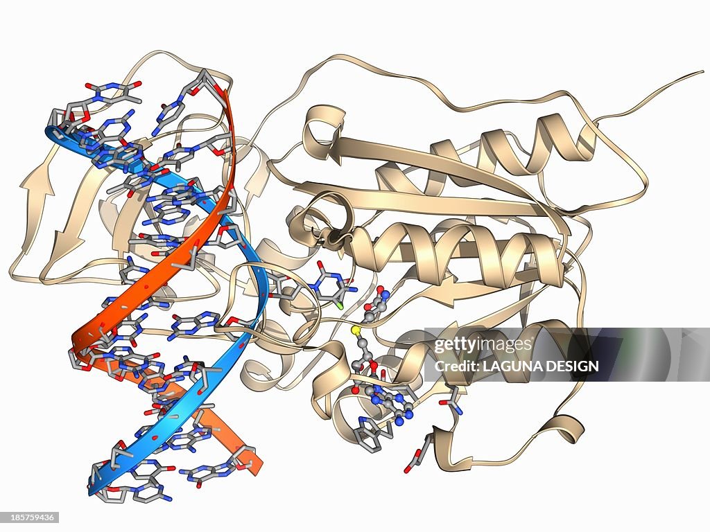 Methyltransferase and DNA