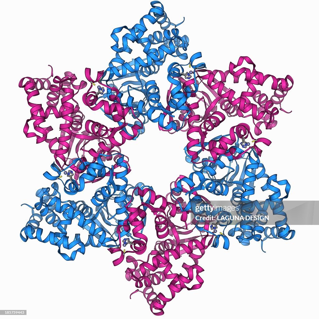 DNA helicase molecule