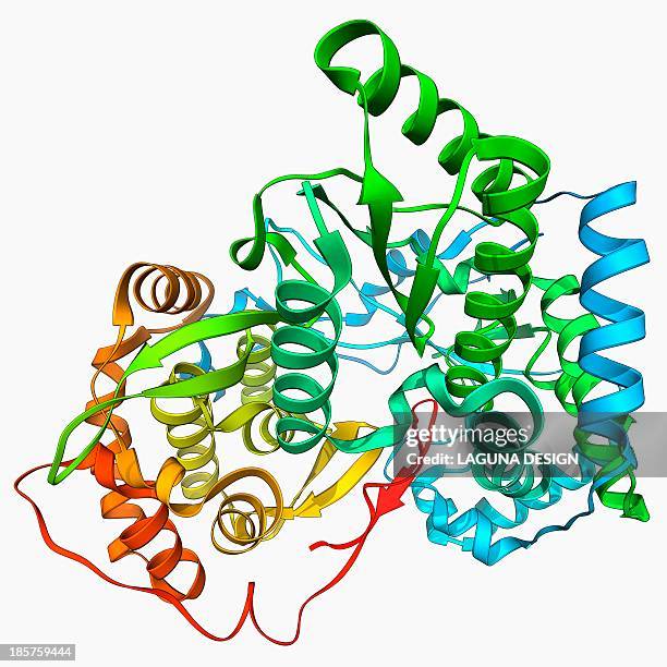 4 494点のタンパク質イラスト素材 Getty Images 4 494点のタンパク質イラスト素材 Getty Images