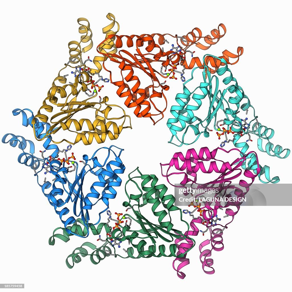 ATPase molecule