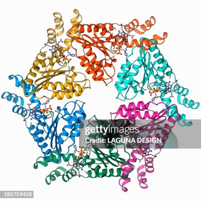 ATPase molecule ATPase molecule