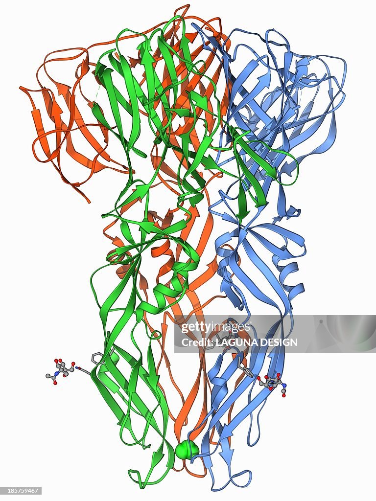 Dengue virus surface protein molecule