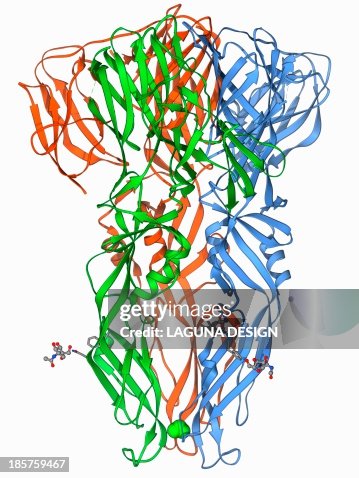 Dengue virus surface protein molecule Dengue virus surface protein molecule