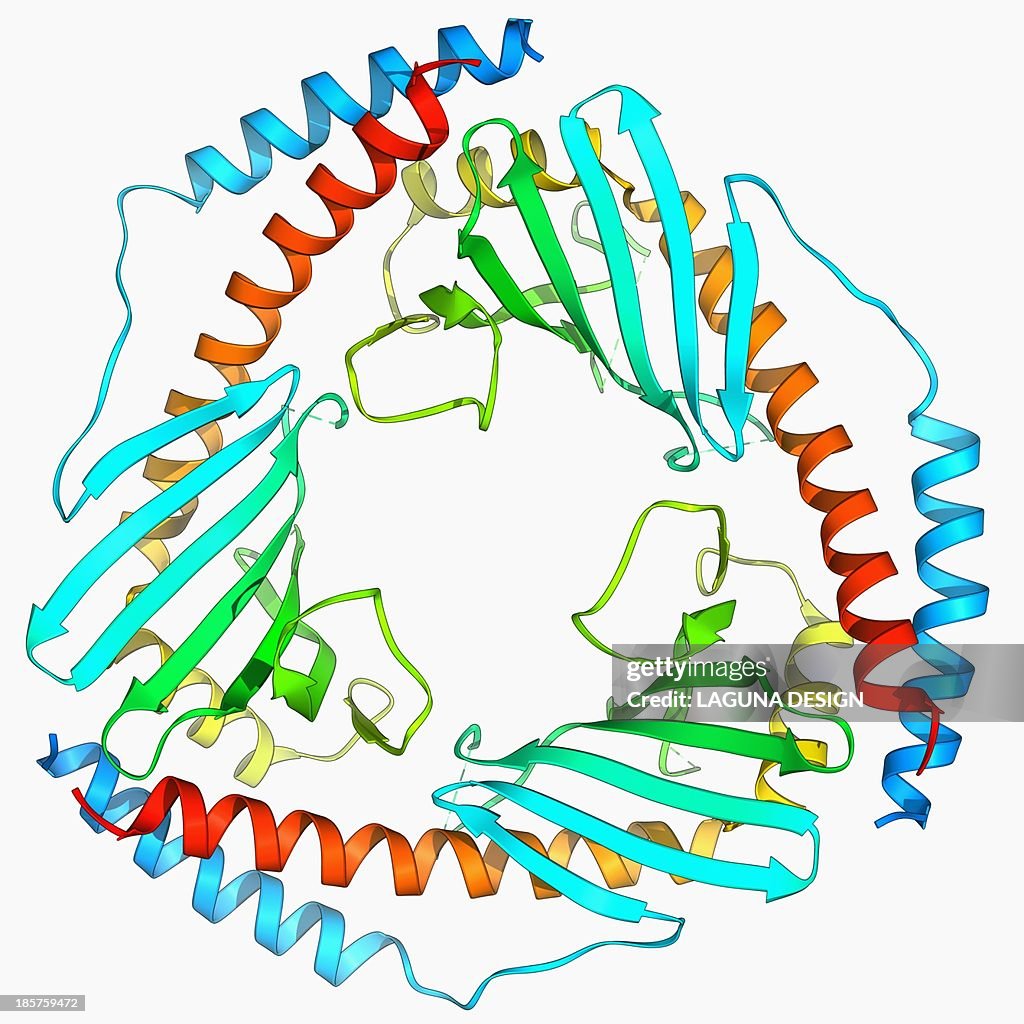 P32 mitochondrial matrix protein