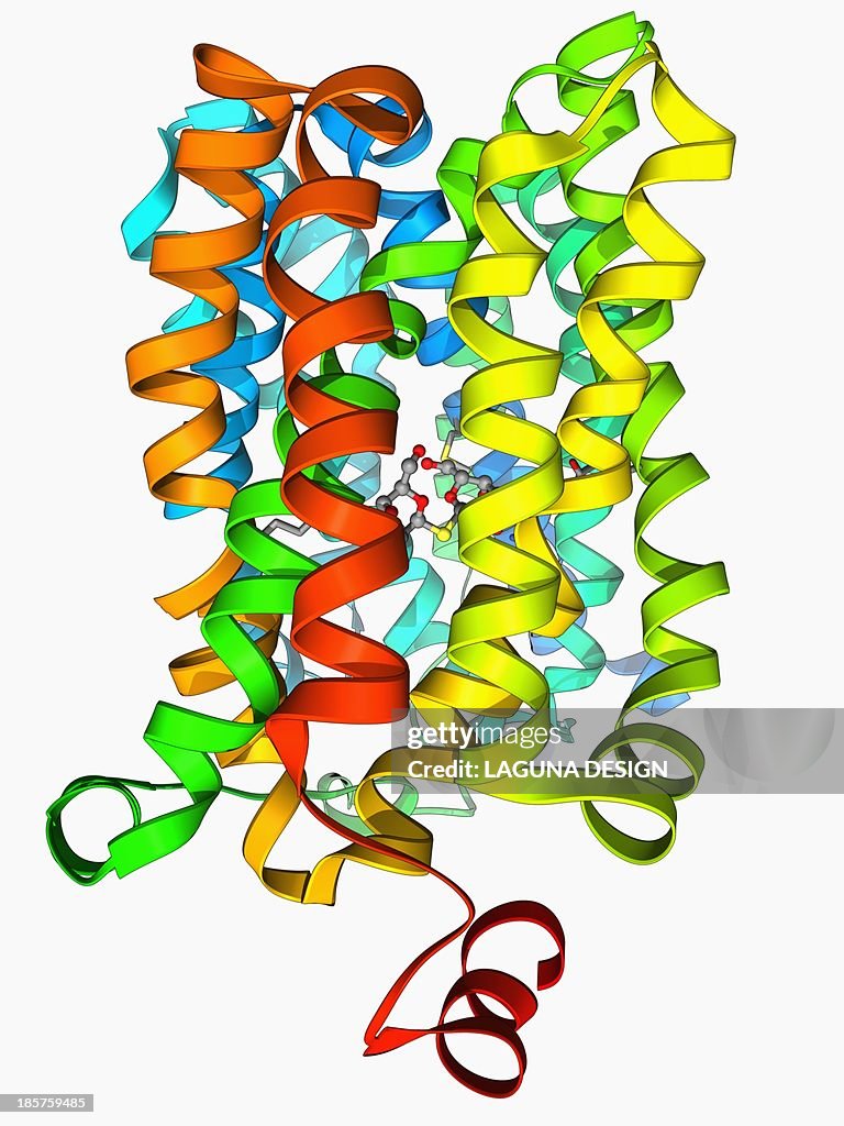 Lactose transporter protein molecule