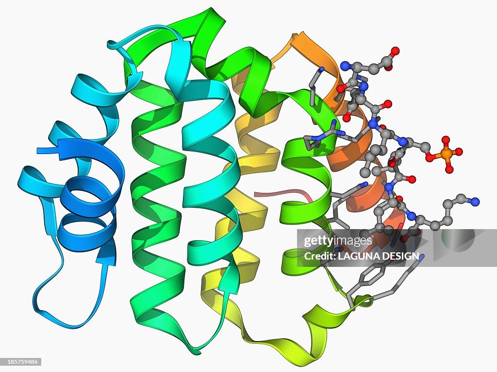 Beta secretase enzyme, molecular model