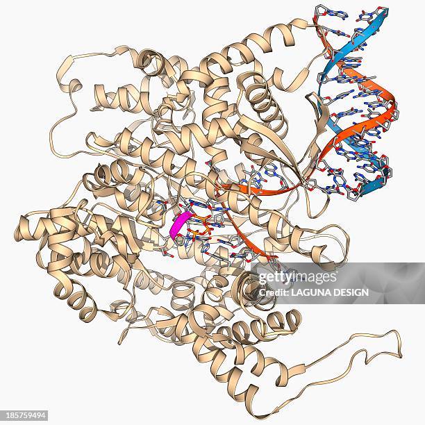 rna polymerase molecule - enzyme stock illustrations