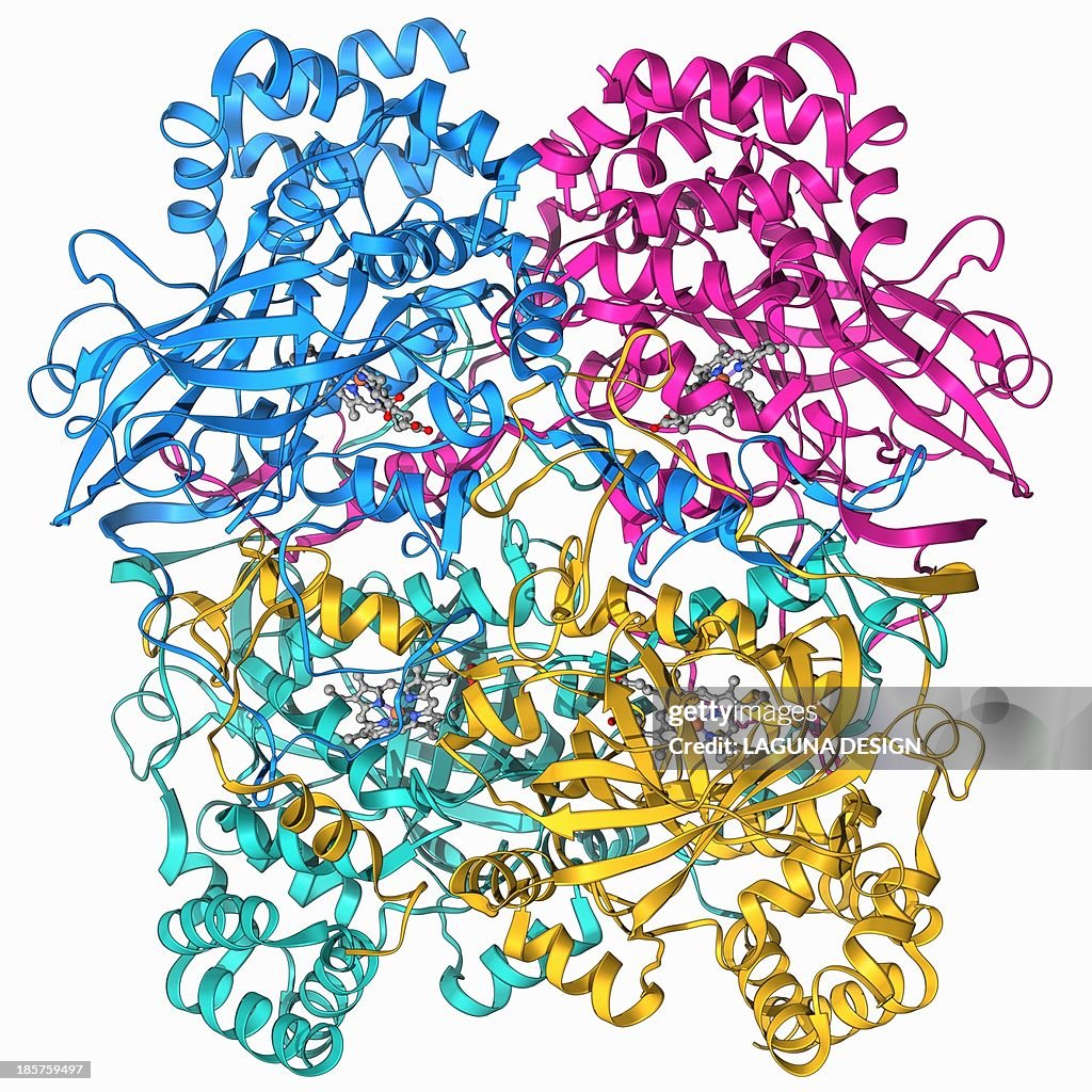catalase - wikiwand Images High Quality Grahic Human Catalase Molecular Model High-Res Vector Graphic - Getty Images
