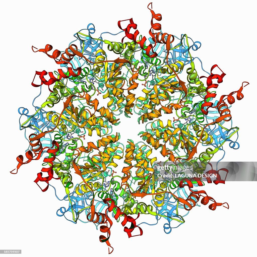 Murine p97 protein molecule