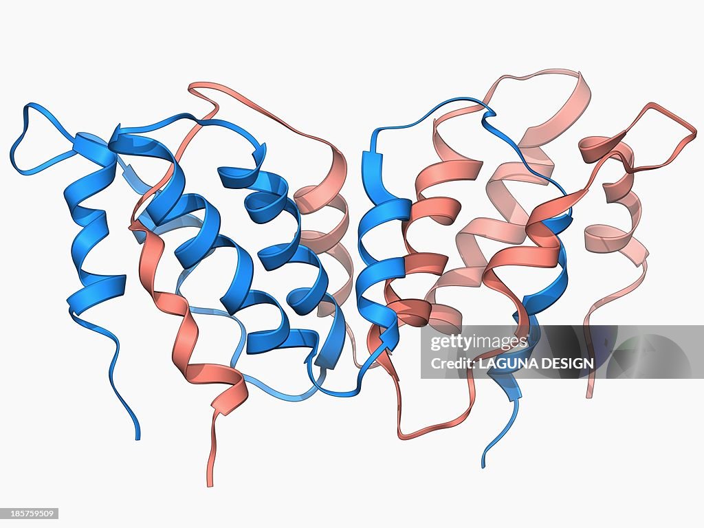 Interferon gamma molecule
